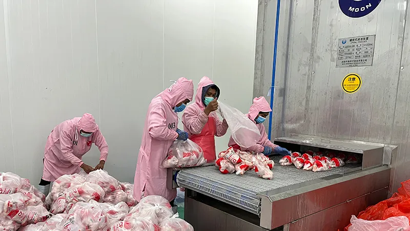 Proyecto de procesamiento de aves de corral en Indonesia: 1.2 millones de pollos por día