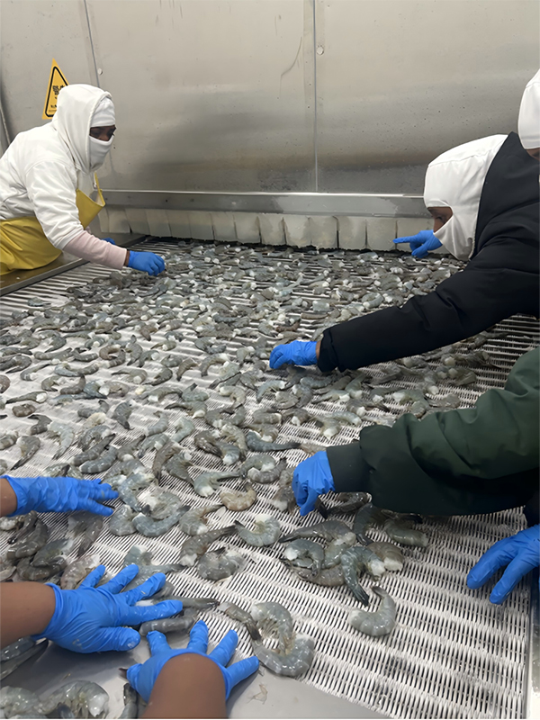 Proyecto de congeladores IQF para mariscos del Pacífico, Guatemala