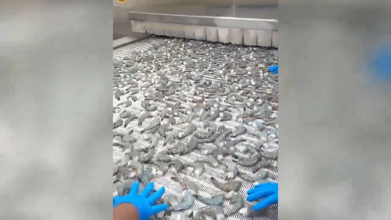 Proyecto de congeladores IQF para mariscos del Pacífico, Guatemala