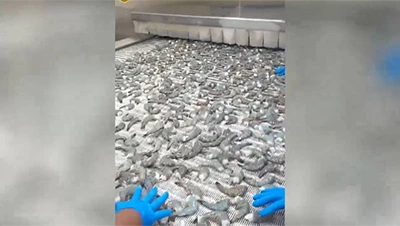 Proyecto de congeladores IQF para mariscos del Pacífico, Guatemala